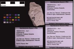 Foto (Objekt + Etiketten) von Pithonoton sp. (NHMW-GEO-1990-0041-0133b)